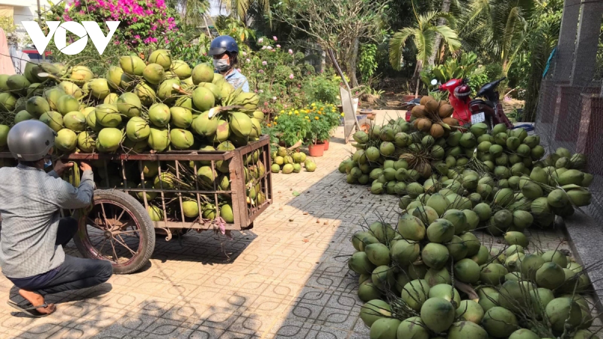 Nước ngọt dồi dào, nhiều loại trái cây ở Tiền Giang trúng mùa, trúng giá