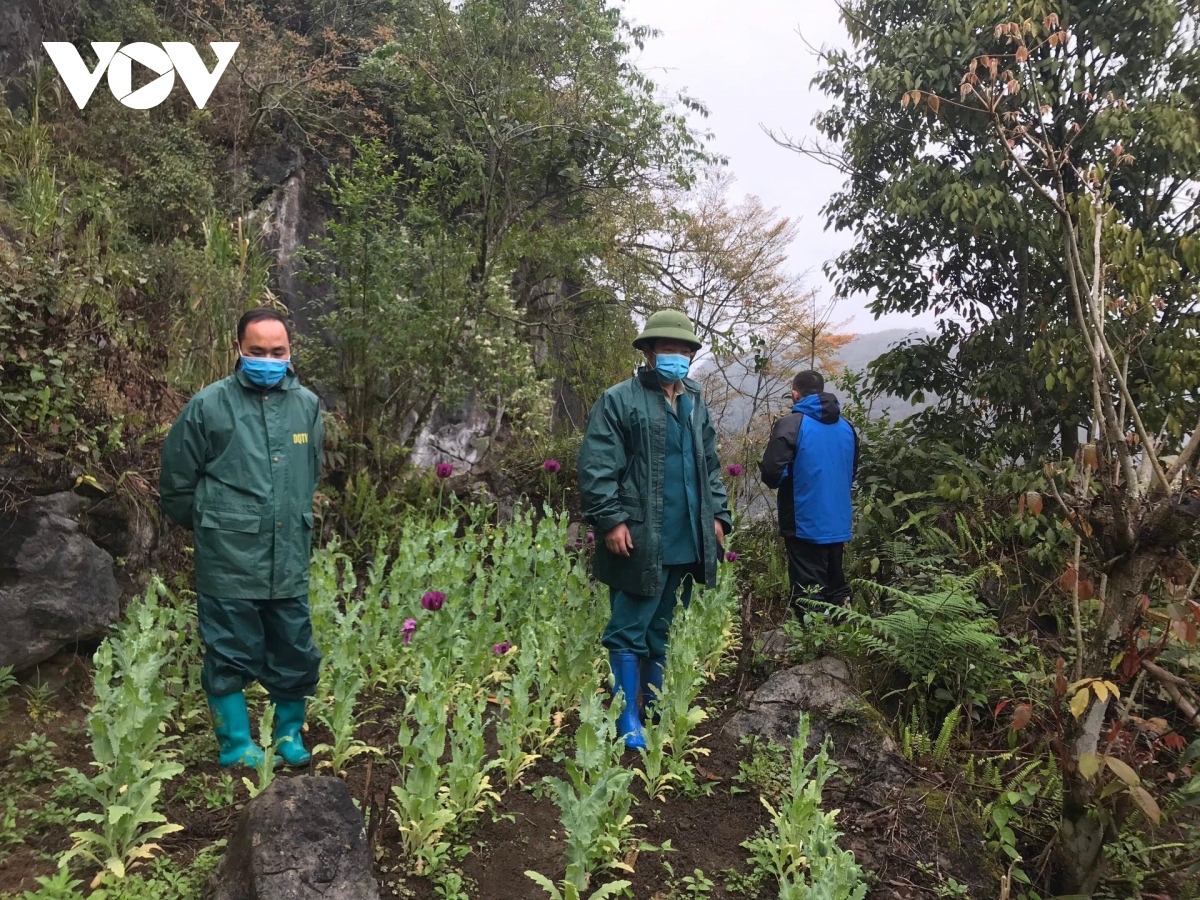 Cao Bằng tiếp tục triệt phá hàng trăm cây thuốc phiện trồng trong khe núi