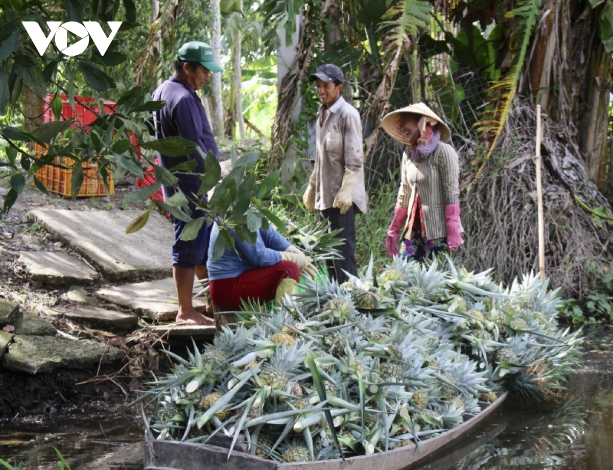 Nông dân vùng đất trũng vươn lên khá giàu nhờ chuyển đổi cây trồng