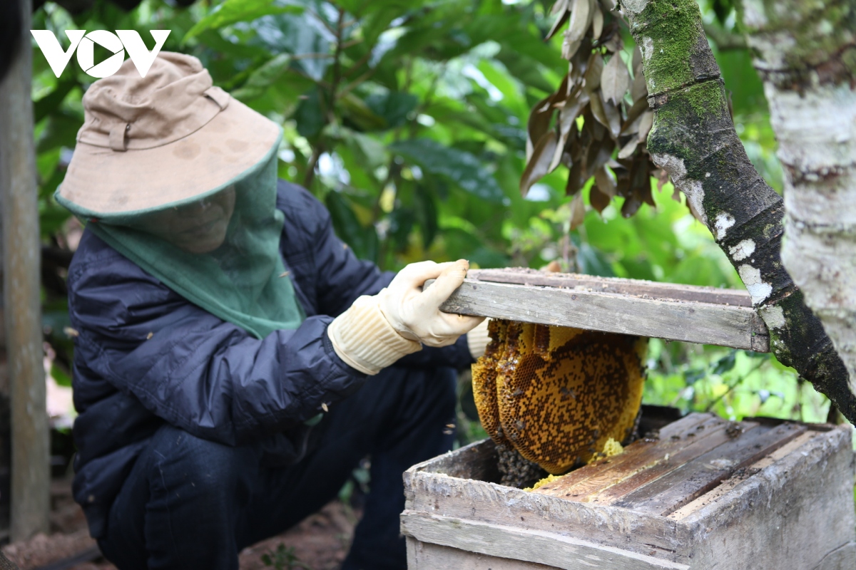 Cận cảnh nghề nuôi ong rừng hút mật hoa vải thiều ở Bắc Giang
