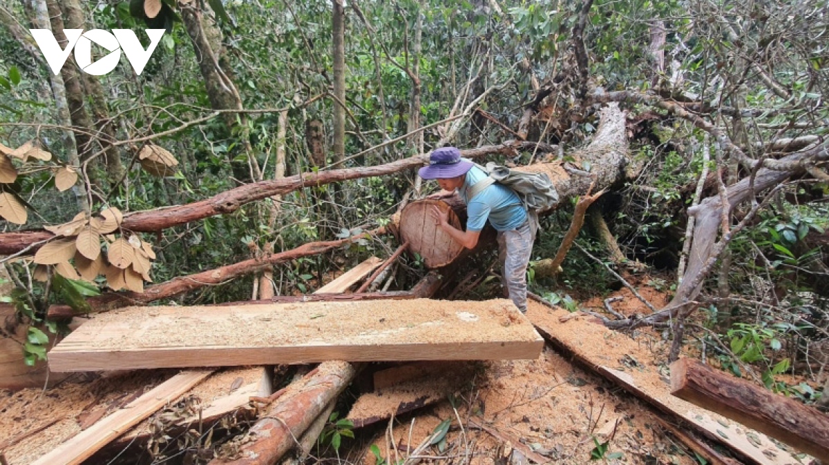 Đắk Lắk yêu cầu làm rõ trách nhiệm người đứng đầu để xảy ra mất rừng