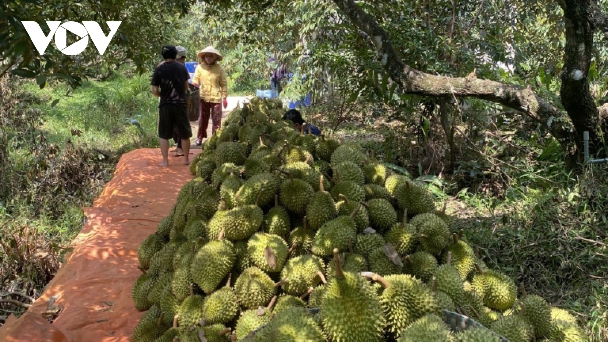 Vườn cây sầu riêng ở tỉnh Tiền Giang tốt tươi trong mùa khô hạn