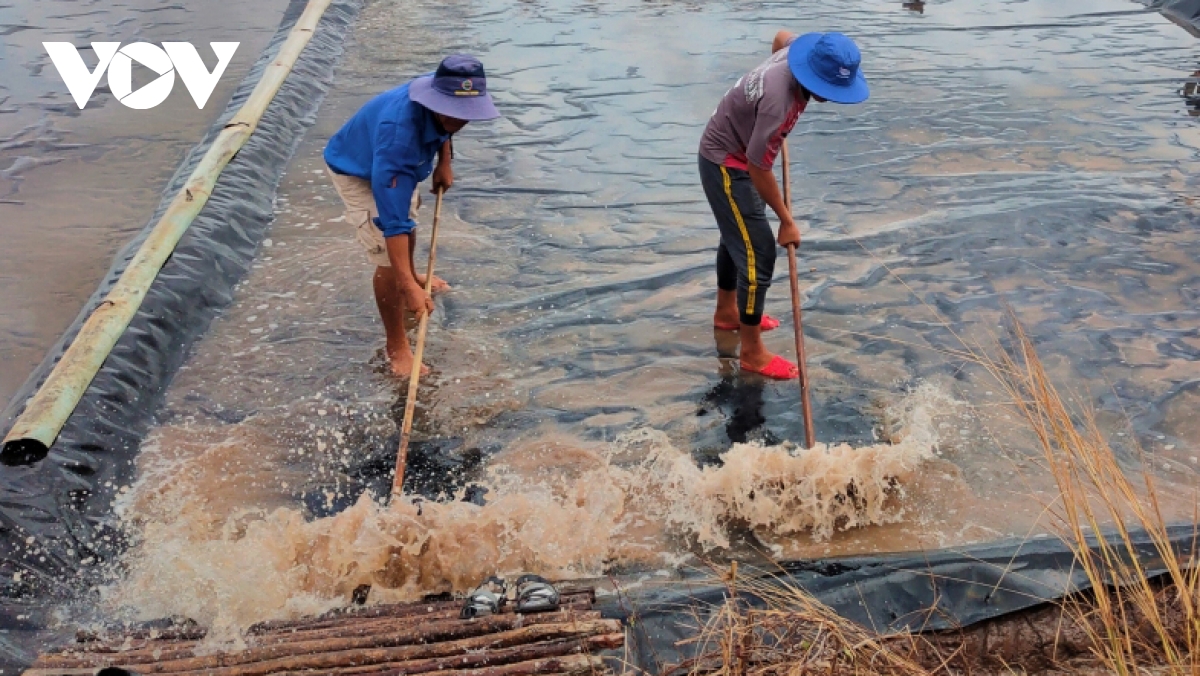 Hàng trăm tấn muối tại Bạc Liêu bị thiệt hại do mưa trái mùa