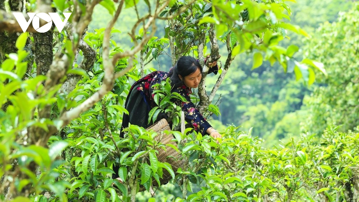 Quần thể chè Shan tuyết ở Điện Biên được công nhận là Cây di sản Việt Nam