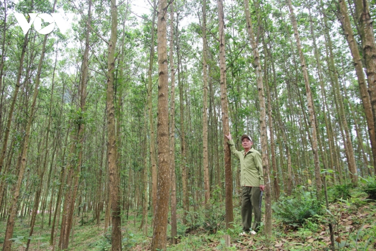 Trồng rừng gỗ lớn giúp đồng bào vùng núi Quảng Bình cải thiện đời sống