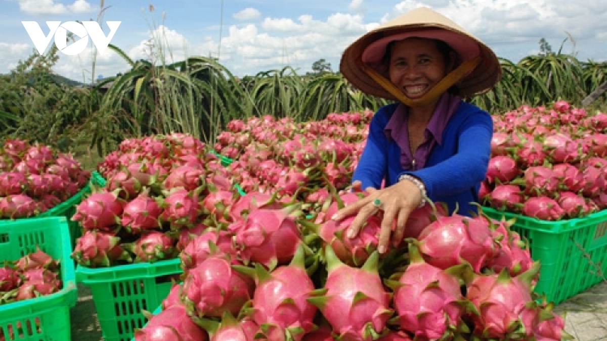 Siêu thực phẩm ở châu Âu giá đắt đỏ, ở Việt Nam giá rẻ như cho