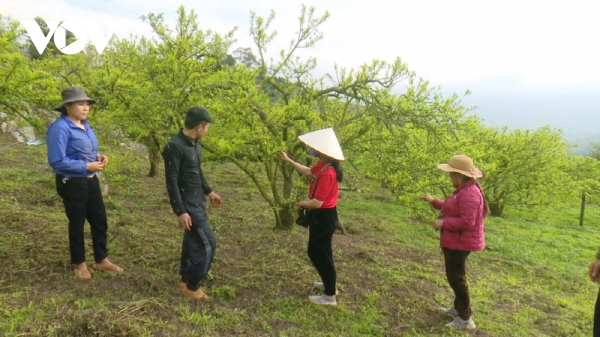 Mận trái vụ được mùa, được giá, nông dân Mộc Châu phấn khởi