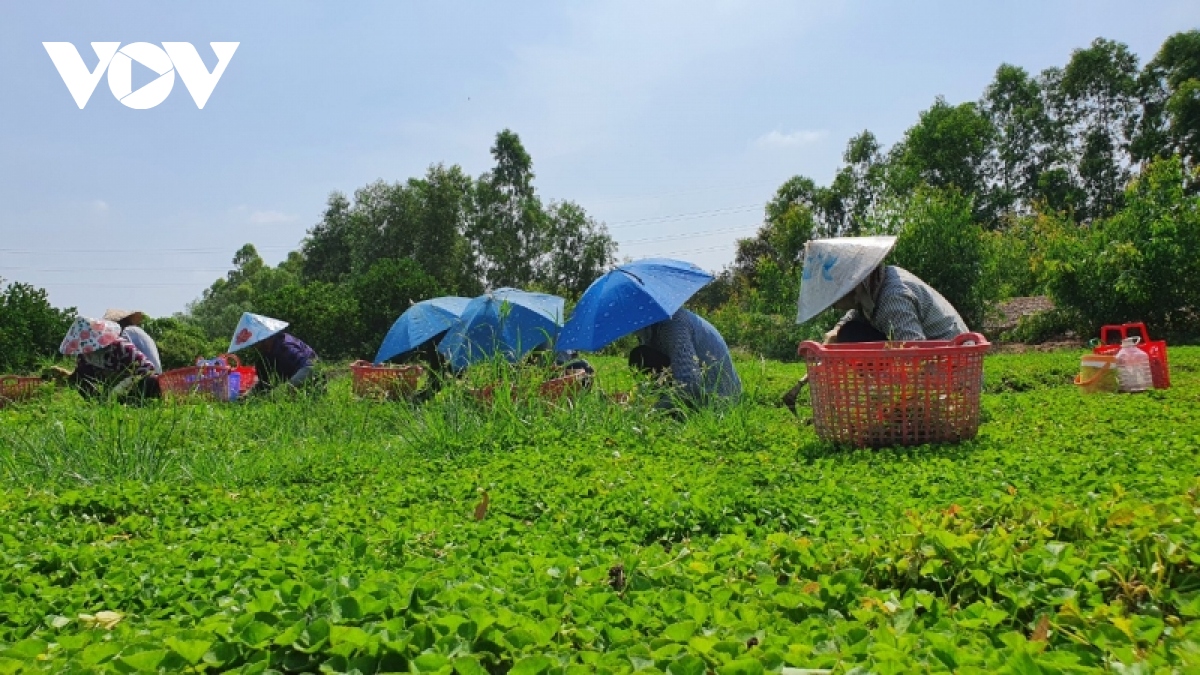 Long An giúp nông dân thay đổi tư duy sản xuất qua mô hình trồng rau má VietGap