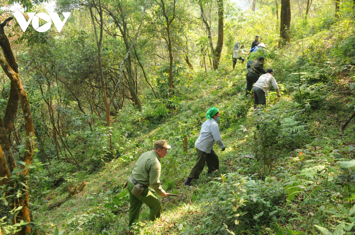 Phù Yên (Sơn La) nỗ lực bảo vệ, phát triển rừng bền vững