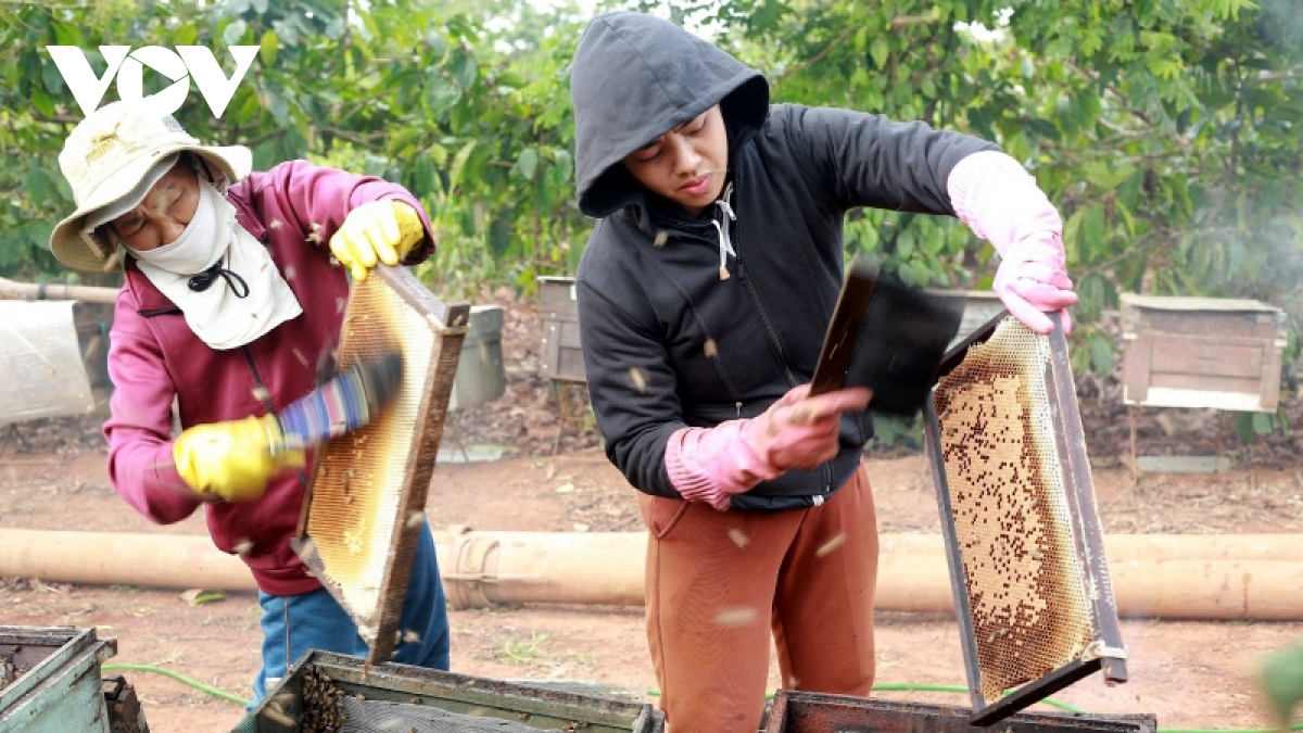 Người nuôi ong và doanh nghiệp gặp khó khăn đi tìm thị trường mới