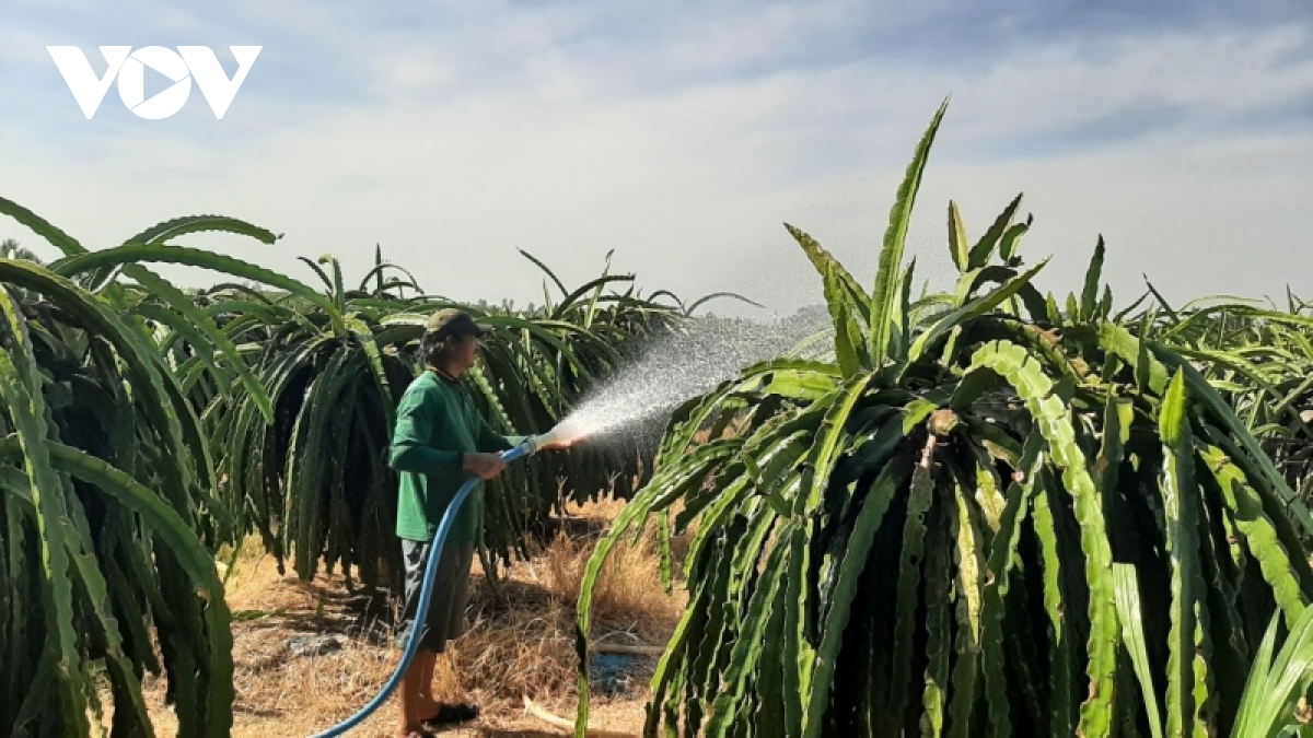 Khuyến cáo nông dân Tiền Giang không phá bỏ vườn thanh long