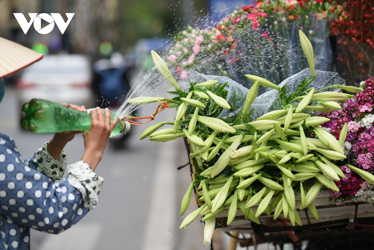 Hoa loa kèn dịu dàng trên phố Hà Nội những ngày cuối tháng 4