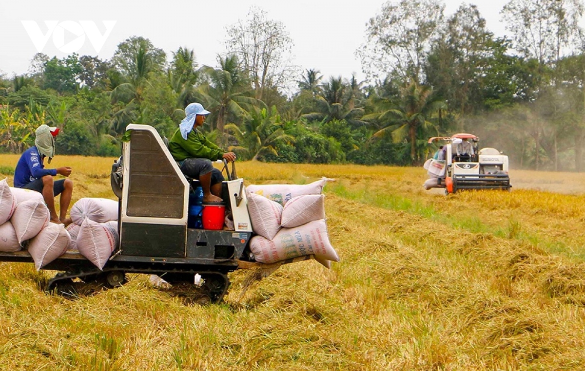 Giá gạo xuất khẩu của Việt Nam tiếp tục duy trì vị trí dẫn đầu