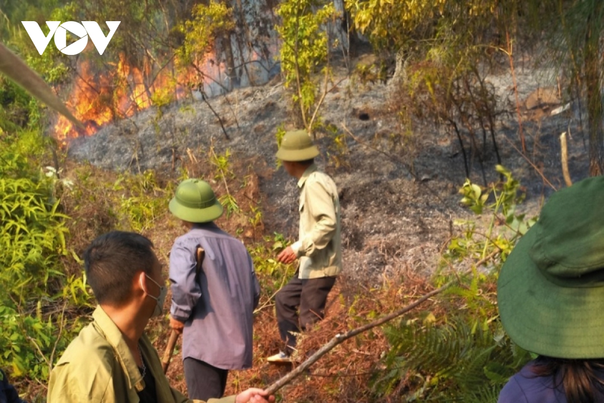 Cháy rừng ở Mường Kim (Lai Châu) chủ yếu là cây bụi và thảm thực vật