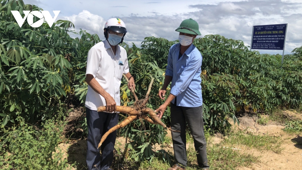 Giải pháp nào để nâng cao giá trị cây sắn Việt Nam?
