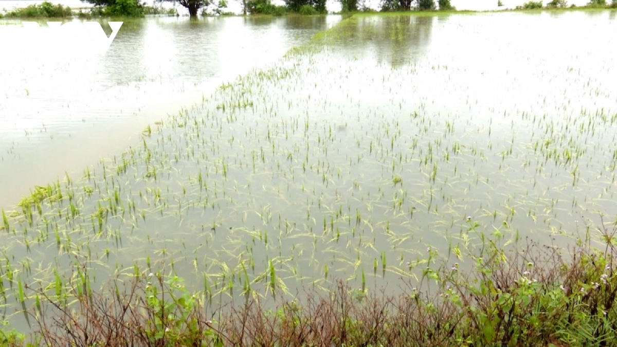 Mưa lớn bất thường, nông nghiệp Quảng Nam thiệt hại nặng