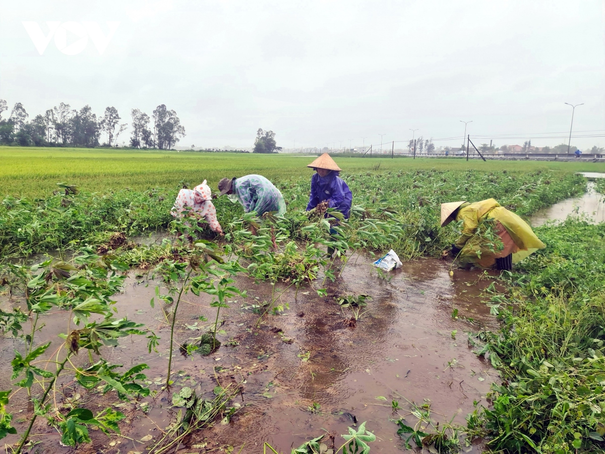 Gần 20.000 ha lúa và hoa màu ngã đổ do mưa lớn ở Quảng Nam