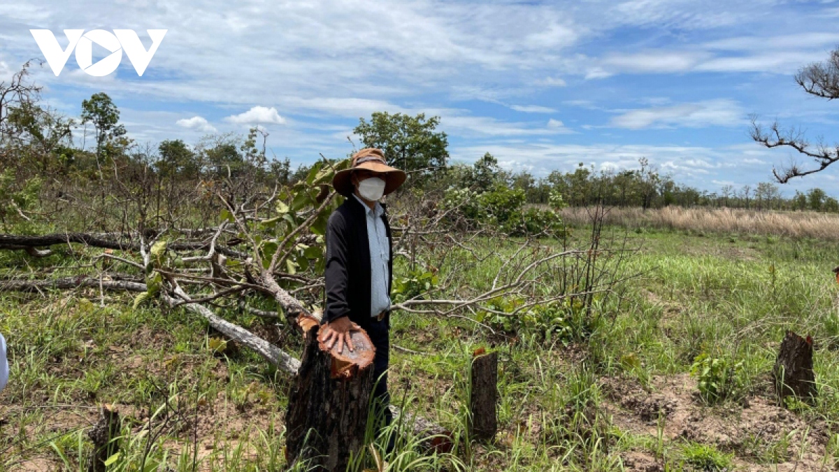 380 ha ở Đắk Lắk bị triệt hạ: Rừng mất, phủi tay?