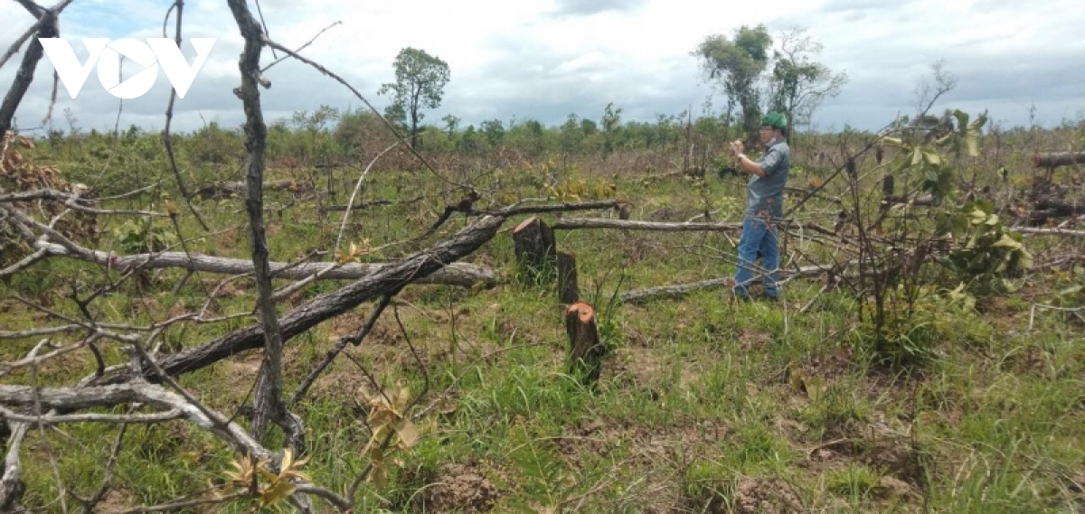 Chủ tịch tỉnh Đắk Lắk chỉ đạo xử lý nghiêm vụ phá hàng trăm ha rừng