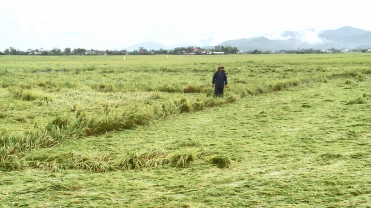 Nông dân Phú Yên đối diện với vụ lúa giảm năng suất trầm trọng