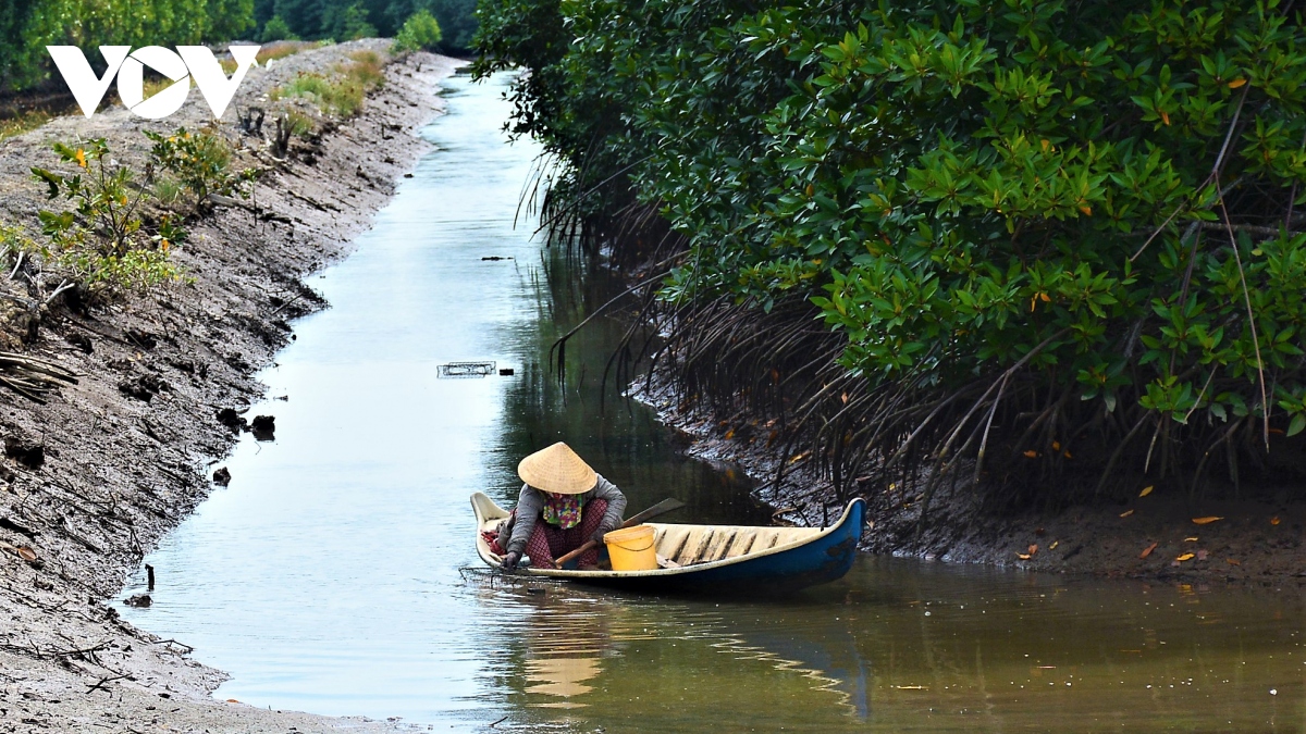 Nâng tầm “Tôm sú Cà Mau”