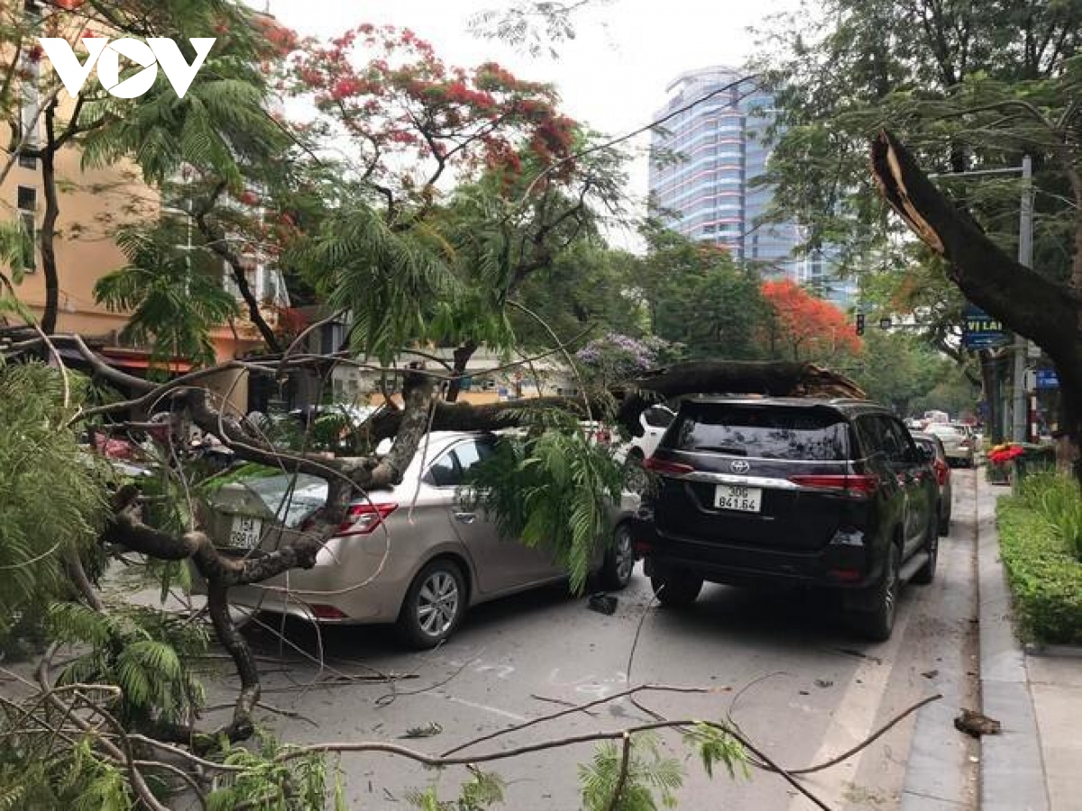 Cây phượng già bất ngờ gãy ngang thân, đè 2 ô tô trên phố ở Hà Nội