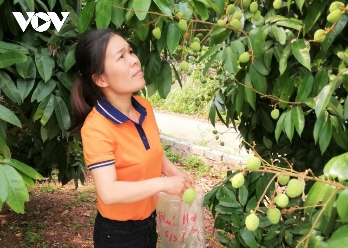 Bắc Giang đảm bảo chất lượng “rộng đường” tiêu thụ vải thiều