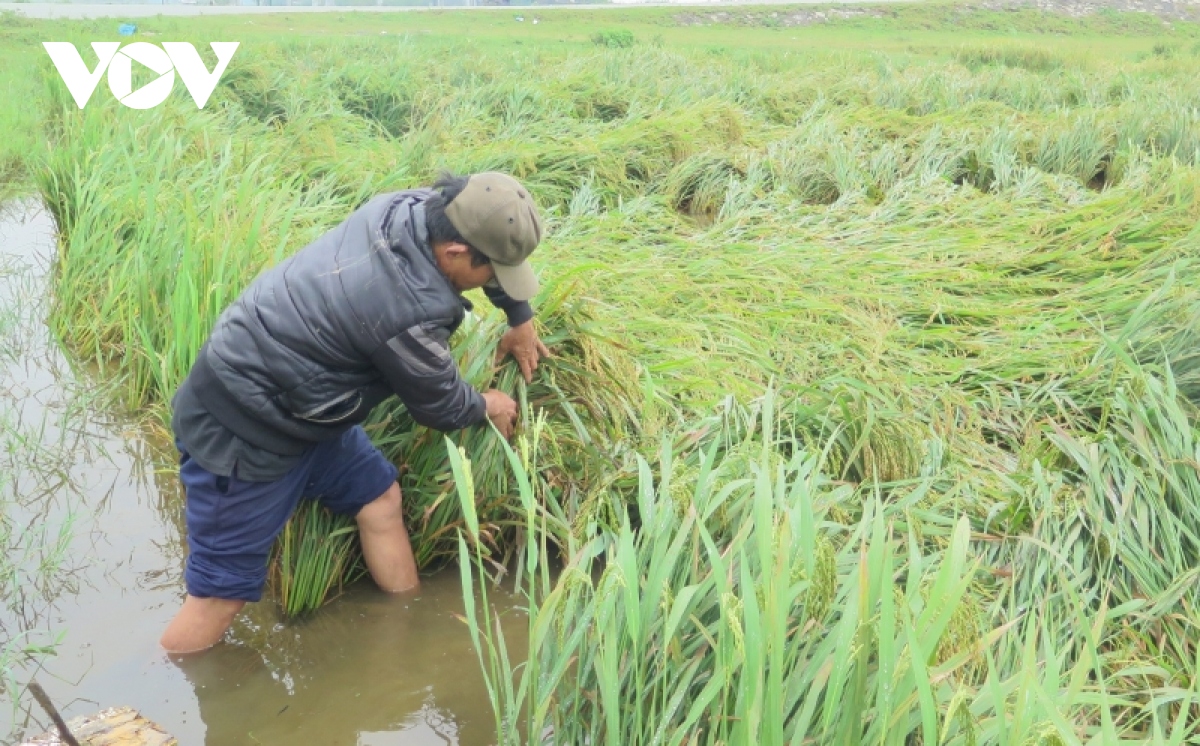 Hàng ngàn ha lúa ngã đổ do mưa lớn ở Thừa Thiên Huế