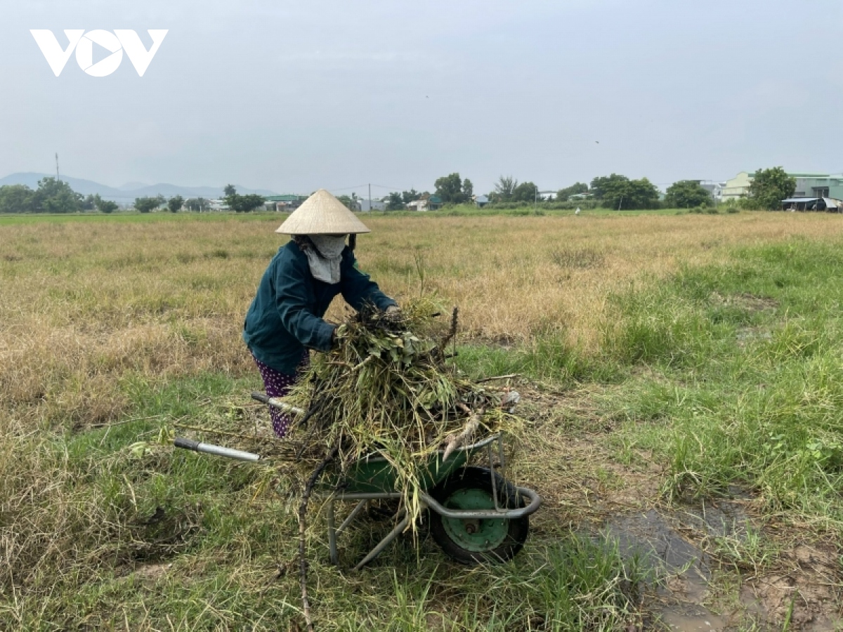 Người trồng lúa ở Bà Rịa - Vũng Tàu thu hẹp sản xuất vì chi phí đầu vào tăng