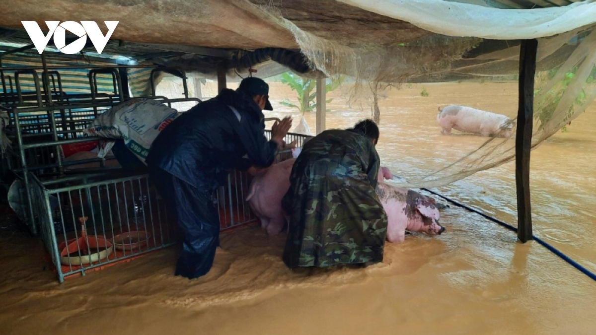 Mưa lớn gây ngập nhiều nhà ở và hàng trăm ha cây trồng tại Lâm Đồng