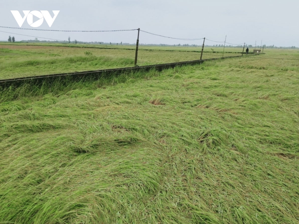 8.000 ha lúa chín ở Thừa Thiên Huế gãy đổ, ngập úng vì mưa lớn