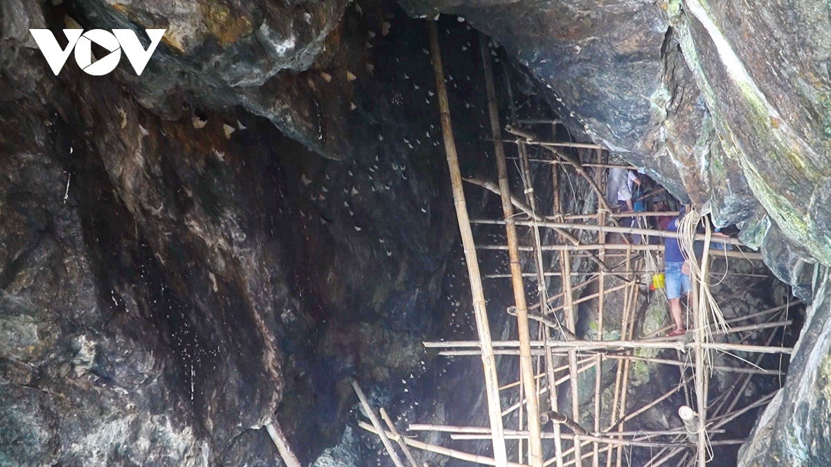 Khám phá nghề khai thác yến trên đảo Cù Lao Chàm