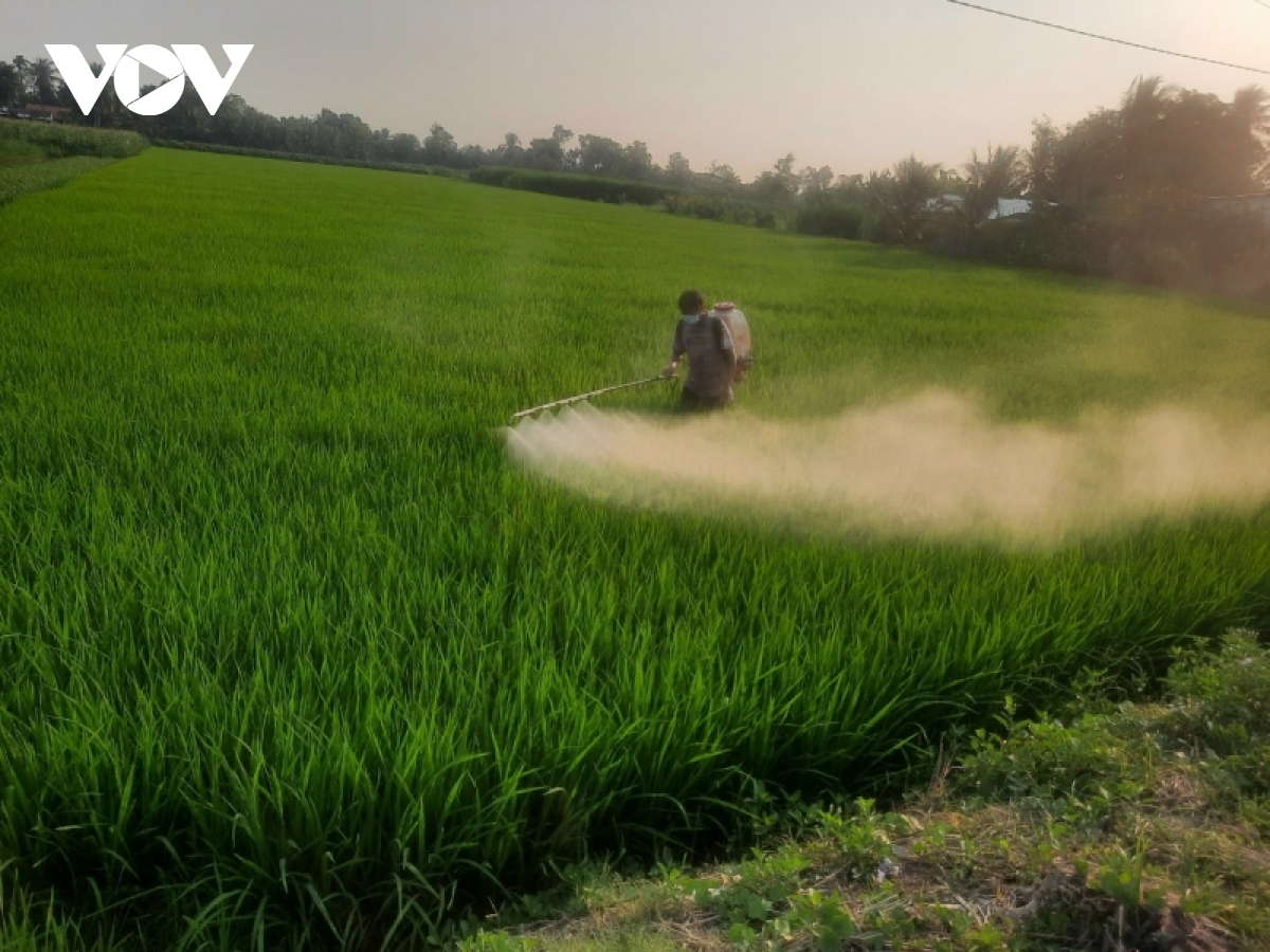 Tiền Giang chuyển hơn 7.200 ha đất lúa kém hiệu quả sang cây trồng khác