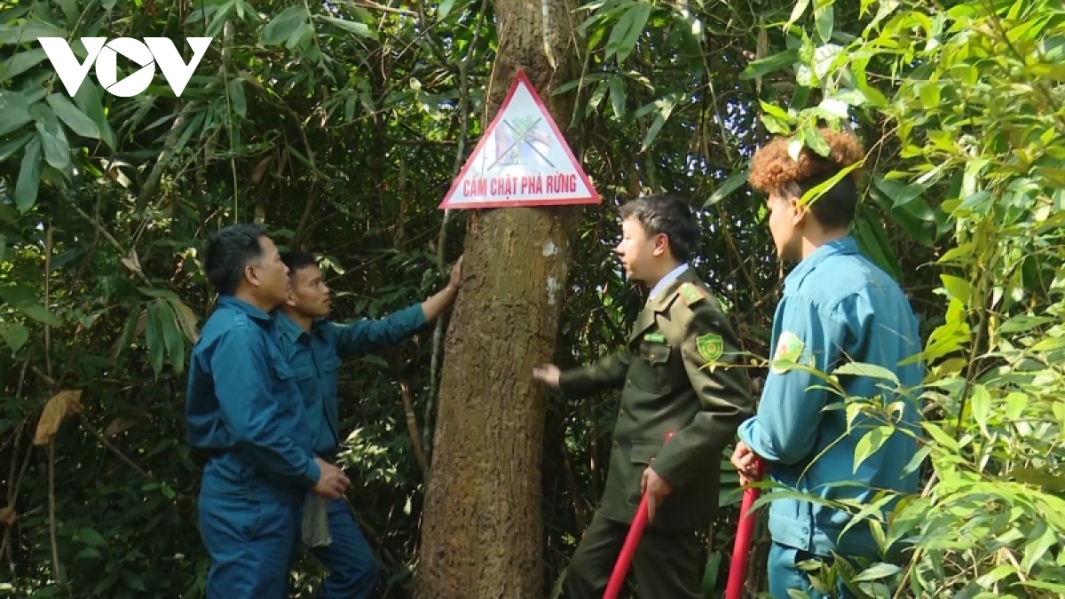 Thêm động lực để người dân gìn giữ và phát triển rừng