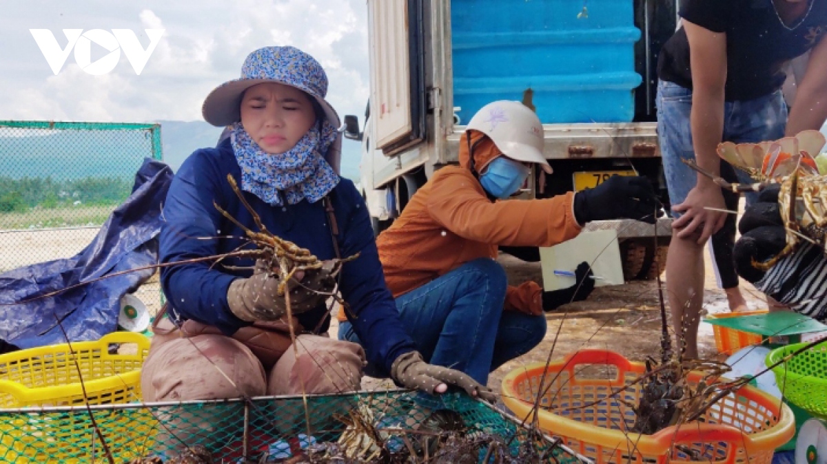 Tôm hùm Phú Yên tăng giá nhẹ