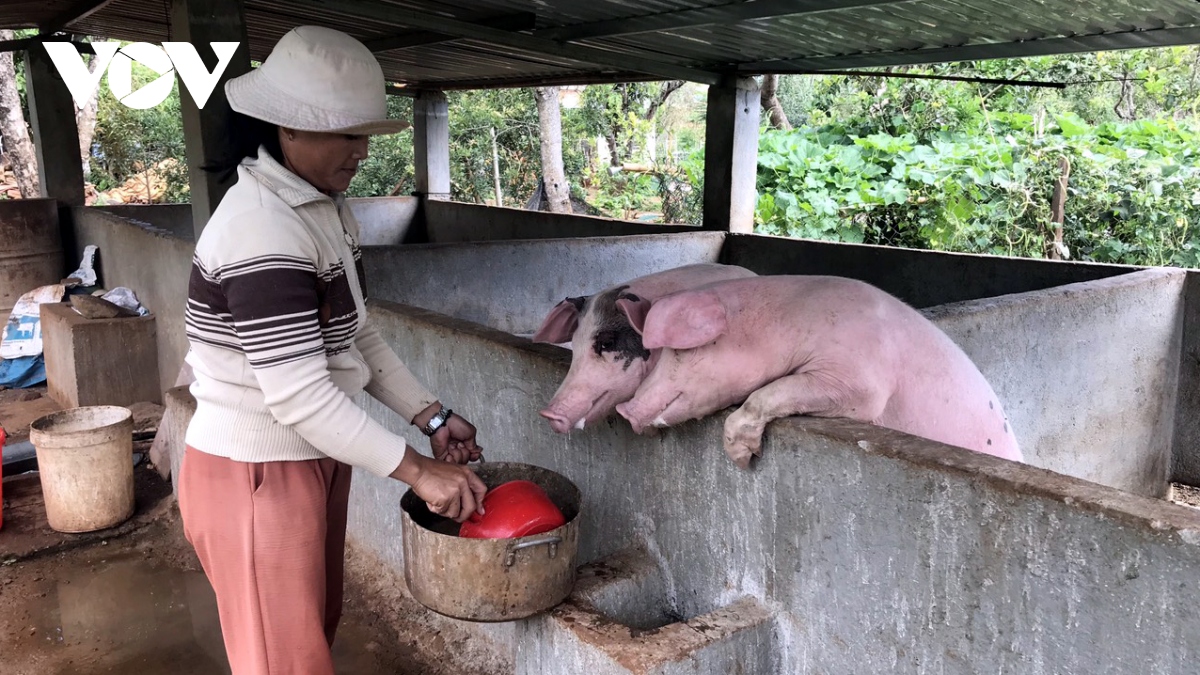 “Bão giá” thức ăn khiến người nuôi heo Đắk Lắk nản lòng