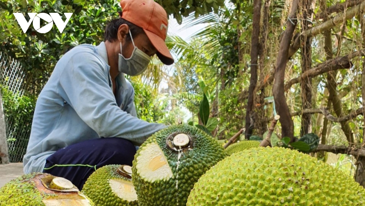 Tiền Giang: Không khuyến khích nông dân phát triển thêm cây mít thương phẩm