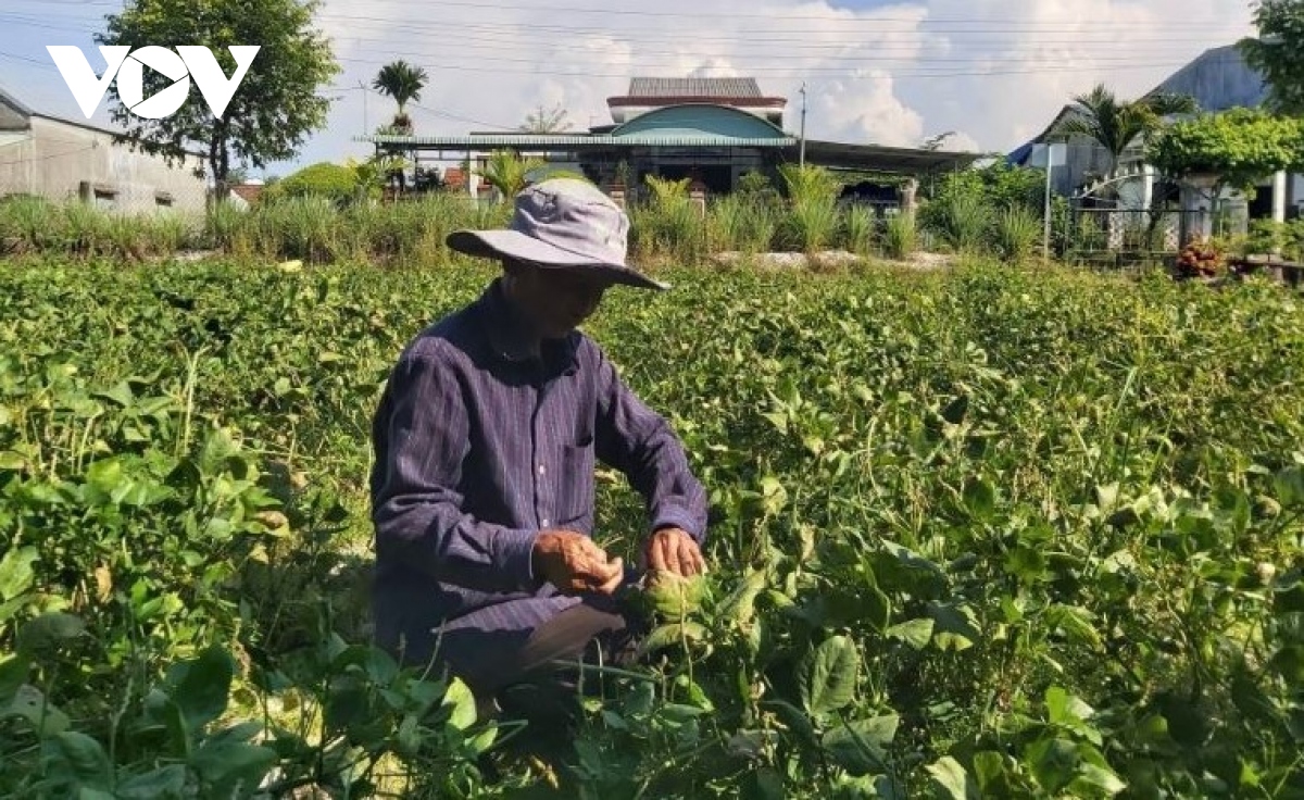 Mô hình vườn cây ăn quả đem lại hiệu quả kinh tế cao cho bà con Quảng Nam