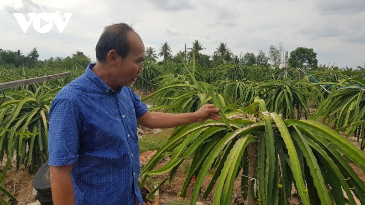 Chưa hết khổ vì ế ẩm, nông dân lo thua thiệt vì tranh chấp giống thanh long