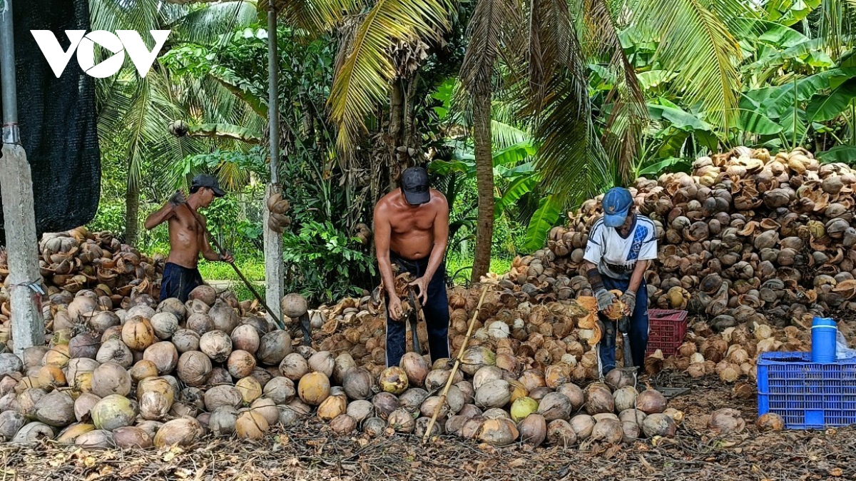 “Giải cứu” trái dừa khô đang ế ẩm tại "thủ phủ"