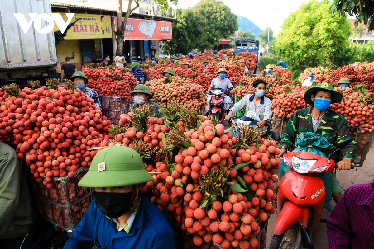 Vụ vải thiều Bắc Giang năm nay đạt doanh thu trên 6.780 tỷ đồng