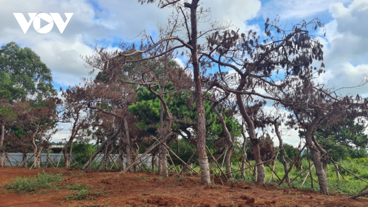 UBND tỉnh Gia Lai yêu cầu chấm dứt di thực cây thông ở Dự án sân golf Đăk Đoa