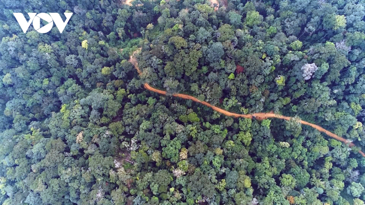 Thí điểm kinh doanh tín chỉ carbon rừng, Quảng Nam dự thu từ 5 -10 triệu USD