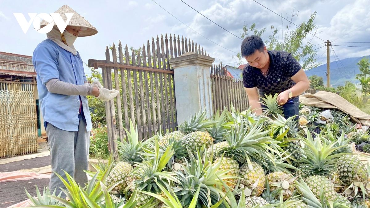 Trái dứa dội chợ khiến nông dân Krông Bông (Đắk Lắk) thua lỗ