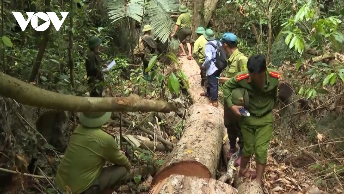 Tạm đình chỉ Trạm trưởng Trạm bảo vệ rừng tại tỉnh Quảng Bình
