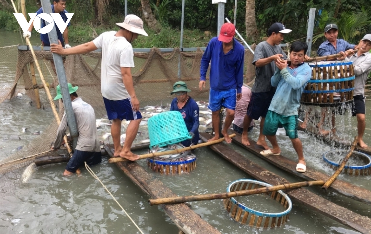 Giá cá tra tăng mức kỉ lục, ngư dân phấn khởi