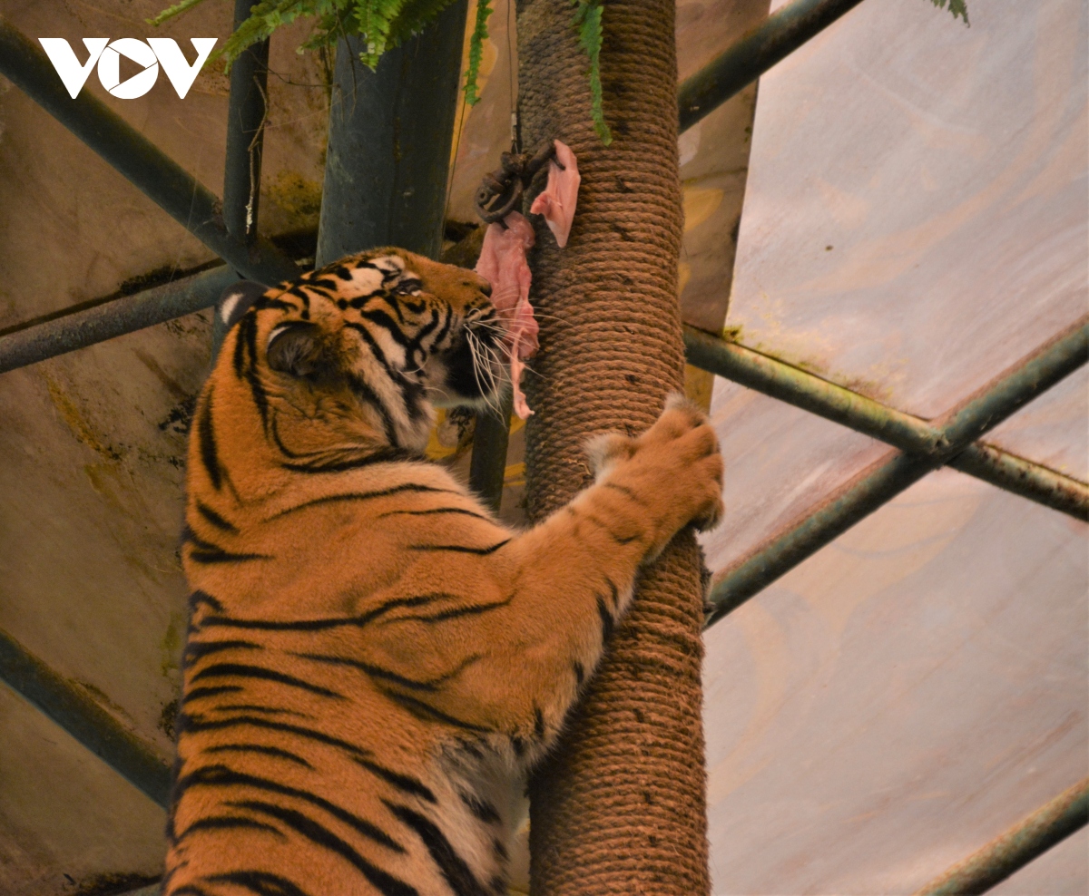 Hổ quý hiếm Sumatra cắn chết nông dân tại Indonesia