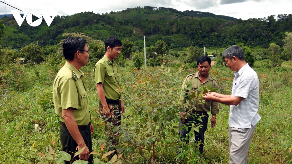 Động lực cho việc phát triển rừng ở Kon Tum