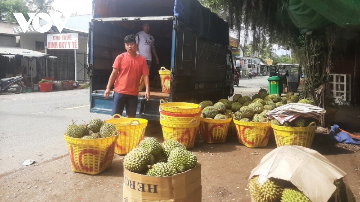 Sầu riêng Tiền Giang trúng vụ, nhưng cung không đủ cầu