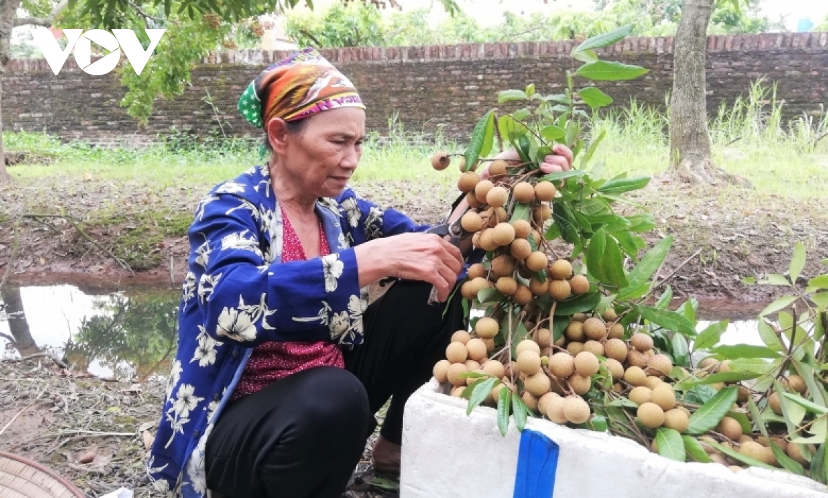 Khoái Châu rộn ràng mùa nhãn